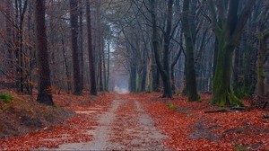 road, trees, path, leaves