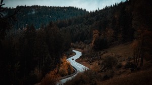 road, movement, forest, trees