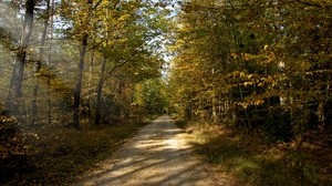 road, unpaved, forest, sun, rays, autumn, september