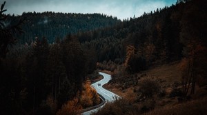 road, winding, forest, trees - wallpapers, picture