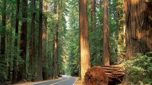 road, forest, trees, felling, asphalt, centuries-old, mighty - wallpapers, picture