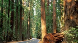 straße, wald, bäume, fällen, asphalt, jahrhundertealte, mächtige