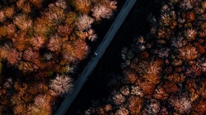 strada, foresta, autunno, vista dall’alto, alberi