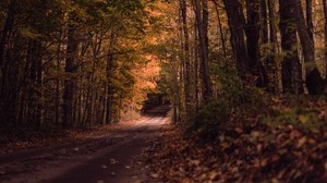 strada, foresta, autunno, alberi, sentiero