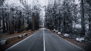 road, forest, marking, autumn, winter, hoarfrost