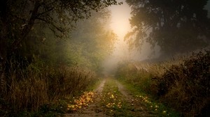 road, forest, fog, apples, trees