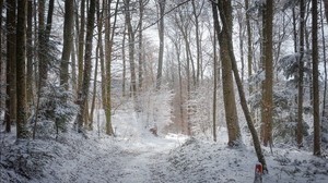 road, forest, winter, trees, path