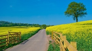 road, fencing, summer, flowers, yellow, slopes, open spaces, day - wallpapers, picture