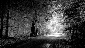road, autumn, black and white, trees, puddle - wallpapers, picture