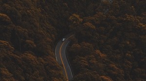 straße, herbst, draufsicht, laub, wald