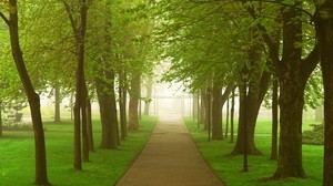 road, park, fog, morning, trees, greens