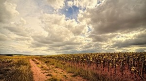 road, field, landscape - wallpapers, picture