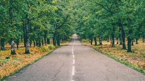 road, marking, autumn, trees