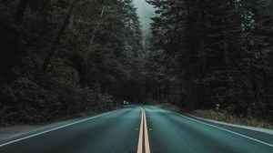 road, marking, turn, trees, fog - wallpapers, picture