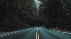 strada, marcatura, svolta, alberi, nebbia