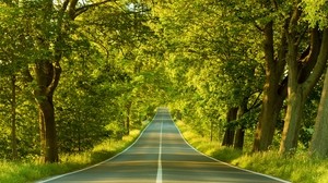road, marking, greens, summer, trees