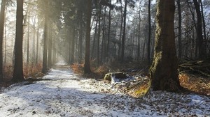 road, snow, trees, stump, forest, light, rays