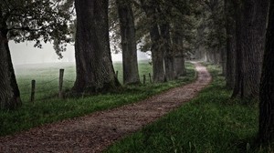 road, grass, trees, forest, fog