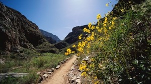 road, trail, flowers, yellow, mountains, stones