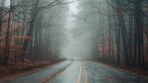 camino, niebla, bosque, otoño, marcado, asfalto