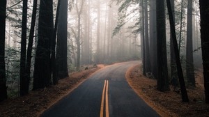 road, fog, autumn, marking, forest, turn, trees - wallpapers, picture