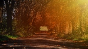 strada, rami, autunno, luce solare, alberi