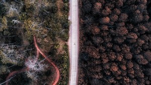 road, top view, forest, trees, indonesia