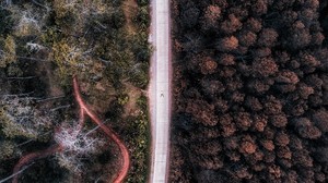 strada, vista dall’alto, foresta, alberi, indonesia