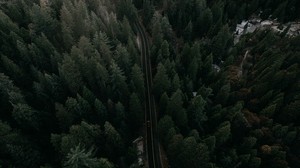road, top view, trees, markup, car, movement