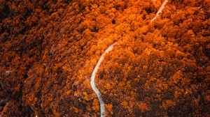 track, forest, top view, slope, mountain