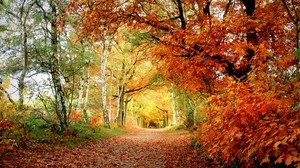 sentiero, autunno, alberi, quercia, betulla, foglie