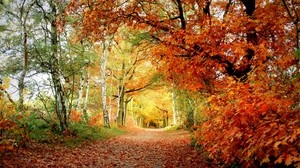 camino, otoño, árboles, roble, abedul, hojas - wallpapers, picture