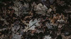 oak, leaves, autumn, fallen