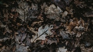 quercia, foglie, autunno, caduto