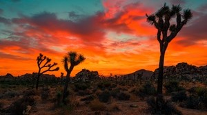 joshua tree, park, sunset, trees - wallpapers, picture