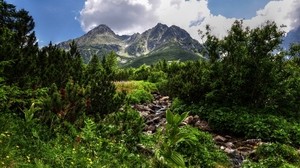 jungle, stones, vegetation, mountains