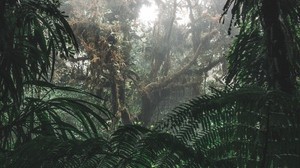jungle, forest, fog, trees, bushes, tropics