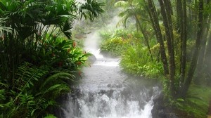 jungle, river, waterfall, vegetation, flowers, fern, stream
