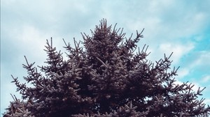 spruce, tree, sky, needles