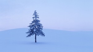 spruce, tree, field, snow, winter, hoarfrost