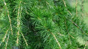 spruce, cedar, branches, needles