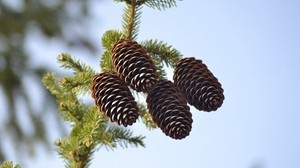 spruce, cones, conifer, branch