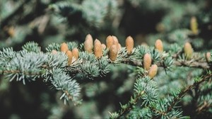 spruce, cones, thorns