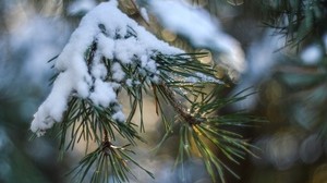 spruce, snow, branch, glare