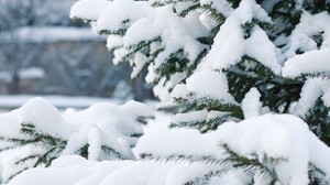spruce, snow, winter, branches - wallpapers, picture