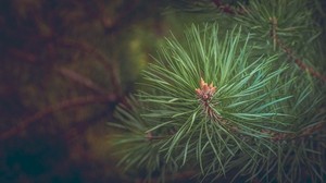 spruce, branch, thorns - wallpapers, picture