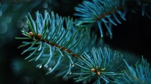 spruce, branch, thorns, blur - wallpapers, picture