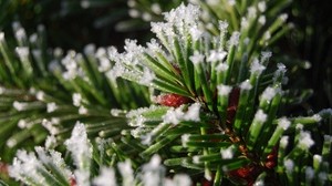 spruce, branch, snow