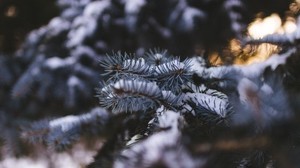 spruce, branch, snow, blur