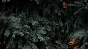 spruce, branches, needles, green-blue spruce